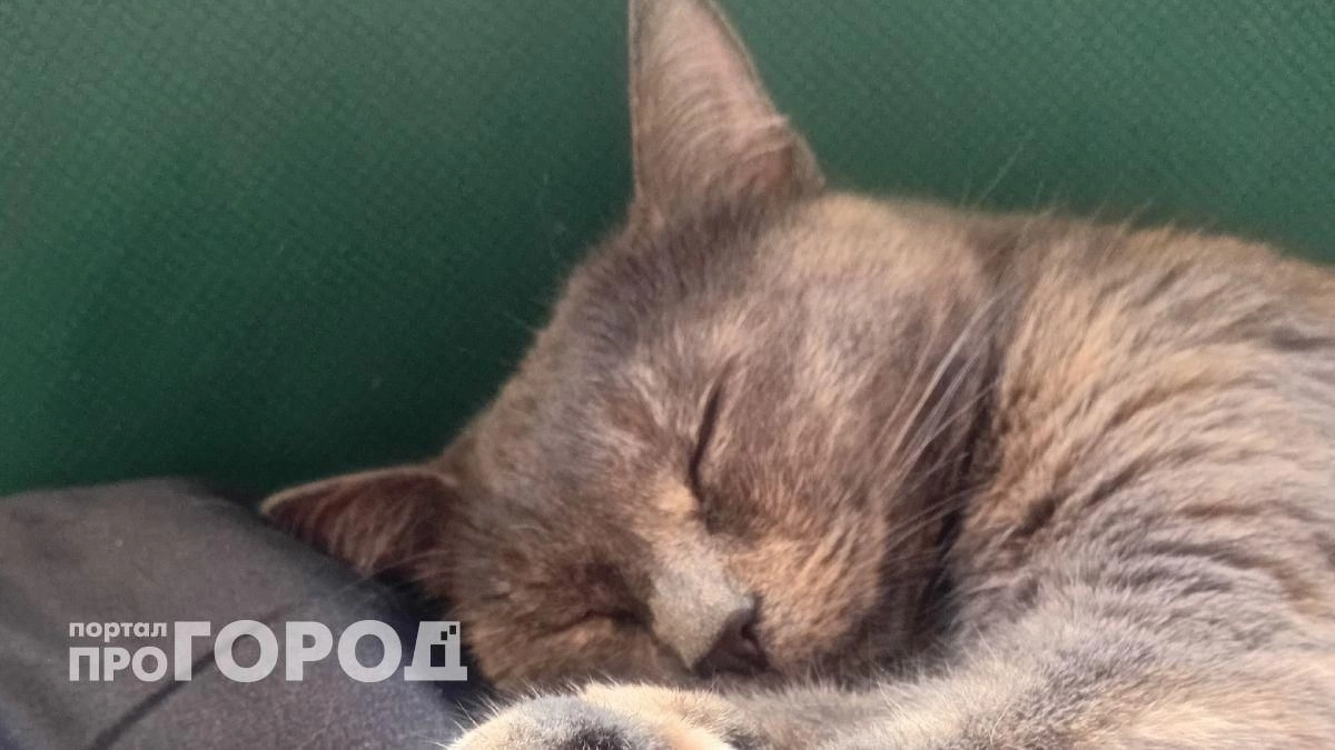 Раскрыт секрет кошачьей привязанности: почему ваш питомец игнорирует других и выбирает именно вас