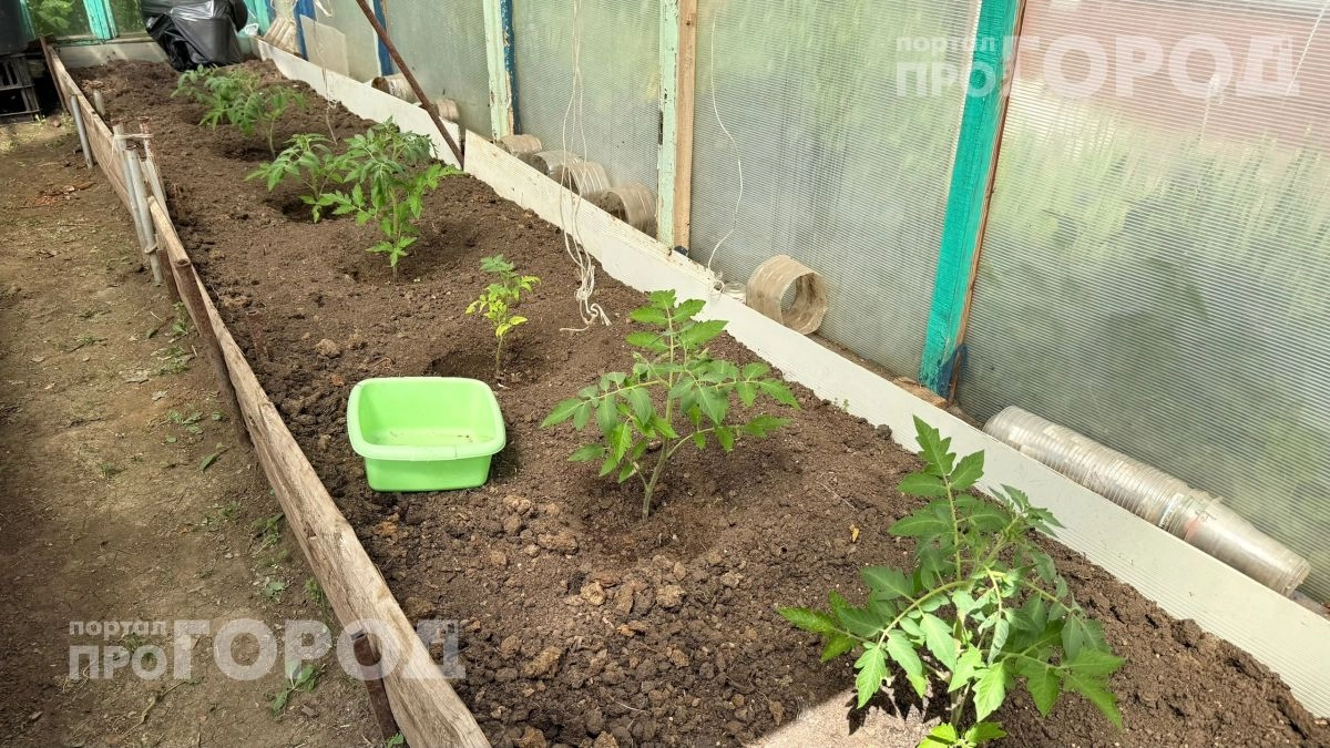 В июне опрыскиваю томаты этим составом: завязи держатся крепко и кусты сгибаются под тяжестью плодов
