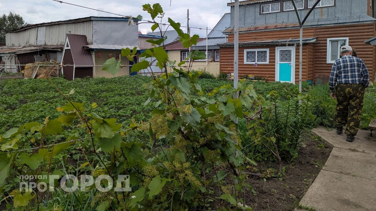 Больше никакой прополки: выливаю этот состав на грядки перед сном и наслаждаюсь чистым огородом уже утром