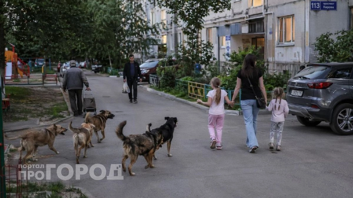 Стая собак напала на маленьких девочек во Владивостоке