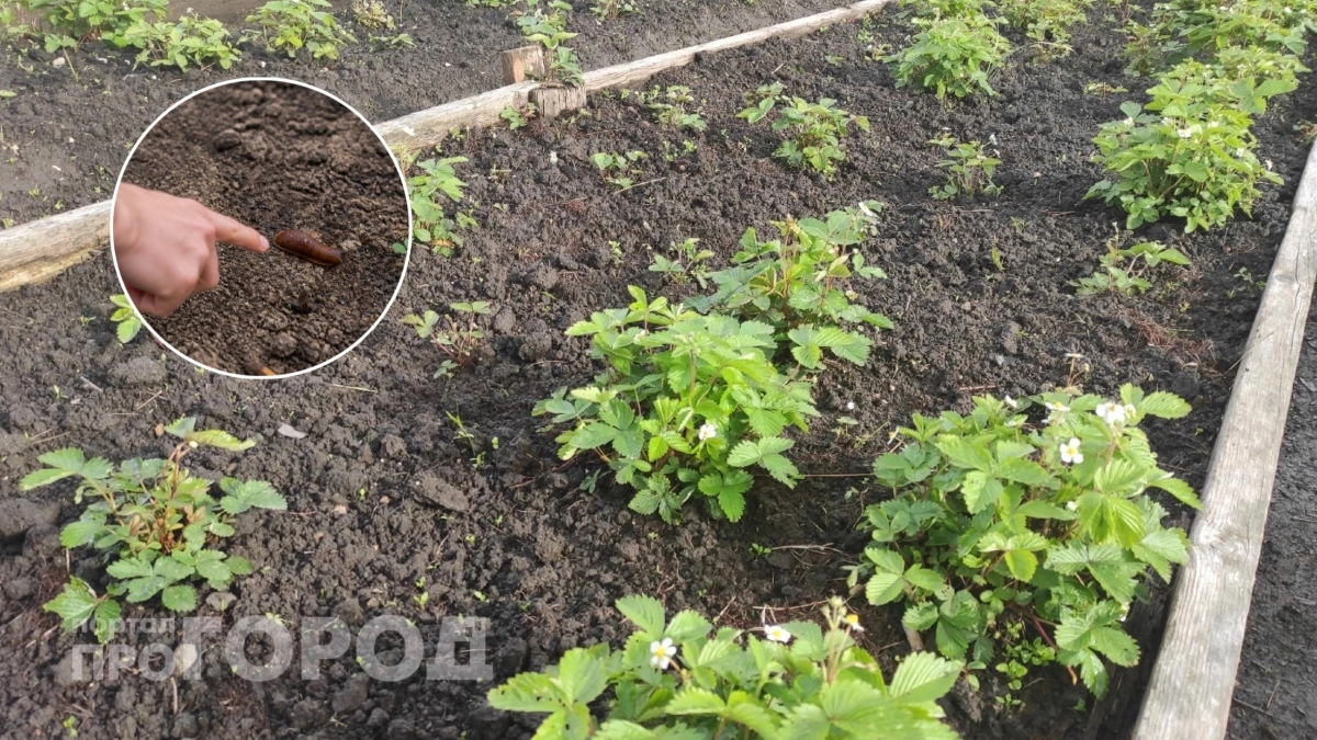 Забудьте про химию на огороде: я нашел простой способ навсегда прогнать испанских слизней с участка