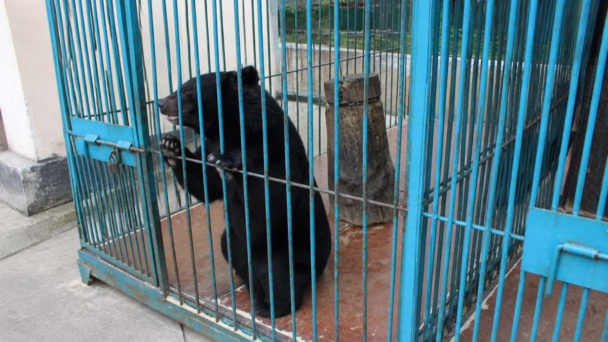 Медведей из зверинца парка ДОРА в Уссурийске передадут под пожизненное содержание