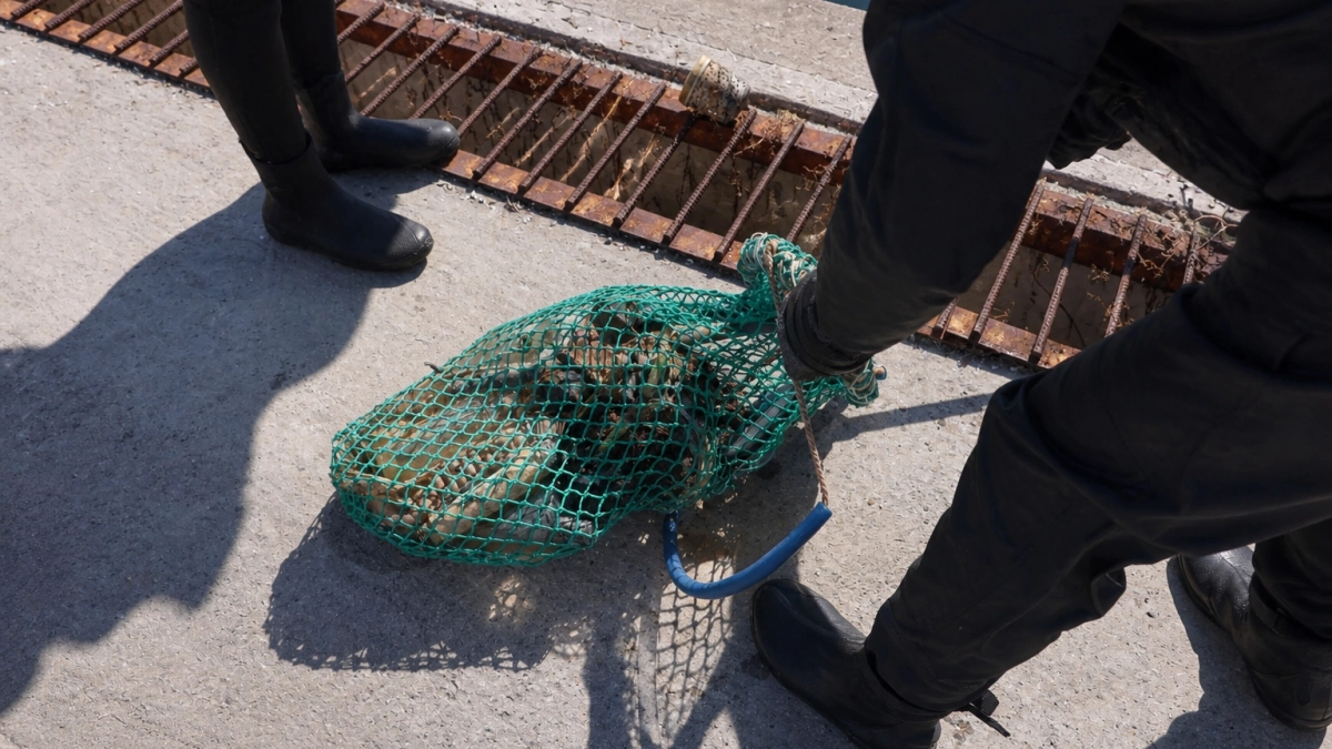 Со дна бухты Житкова у океанариума подняли десятки килограммов мусора