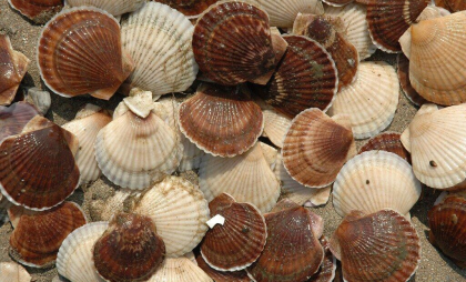 Минсельхоз вводит добровольный контроль для защиты «рыбных урожаев» аквакультуры с марта