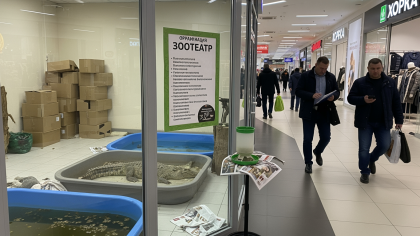 Арбитраж признал нарушения зоотеатра в Находке: крокодилы без надлежащего контроля