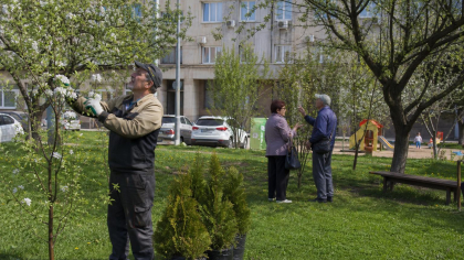 Около 160 плодовых деревьев у библиотеки ДВФУ планируют заменить туей