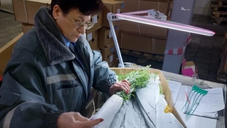 Карантинный вредитель в розах и хризантемах: 109,6 тыс. цветов из Китая отправят на уничтожение